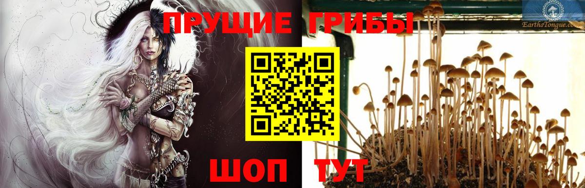 Псилоцибиновые грибы Psilocybe  как найти наркотики  Зима  Галлюциногенные грибы мухоморы  Вход с VPN 